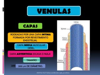 VENULAS
             CAPAS
RODEADAS POR UNA CAPA INTIMA
  FORMADA POR REVESTIMIENTO
        ENDOTELIAL.
     CAPA MEDIA MUSCULAR
            DÉBIL.

CAPA ADVENTICIA ESCASA O NULA.

               TAMAÑO

TAMAÑO:200   µm DE DIÁMETRO.

                       DENTAL PULP Seltzer and Benders 1984 3ra edition.
 