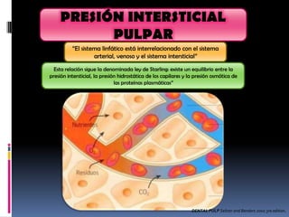 PRESIÓN INTERSTICIAL
           PULPAR
          “El sistema linfático está interrelacionado con el sistema
                   arterial, venoso y el sistema intersticial”

  Esta relación sigue la denominada ley de Starling: existe un equilibrio entre la
presión intersticial, la presión hidrostática de los capilares y la presión osmótica de
                               las proteínas plasmáticas”




                                                                 DENTAL PULP Seltzer and Benders 2002 3ra edition.
 
