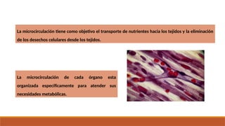 La microcirculación tiene como objetivo el transporte de nutrientes hacia los tejidos y la eliminación
de los desechos celulares desde los tejidos.
La microcirculación de cada órgano esta
organizada específicamente para atender sus
necesidades metabólicas.
 