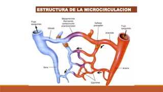 ESTRUCTURA DE LA MICROCIRCULACION
 