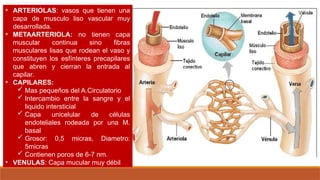 • ARTERIOLAS: vasos que tienen una
capa de musculo liso vascular muy
desarrollada.
• METAARTERIOLA: no tienen capa
muscular continua sino fibras
musculares lisas que rodean el vaso y
constituyen los esfínteres precapilares
que abren y cierran la entrada al
capilar.
• CAPILARES:
 Mas pequeños del A.Circulatorio
 Intercambio entre la sangre y el
liquido intersticial
 Capa unicelular de células
endoteliales rodeada por una M.
basal
 Grosor: 0,5 micras, Diametro:
5micras
 Contienen poros de 6-7 nm.
• VENULAS: Capa mucular muy débil
 