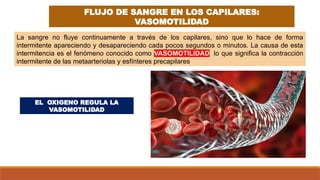 FLUJO DE SANGRE EN LOS CAPILARES:
VASOMOTILIDAD
La sangre no fluye continuamente a través de los capilares, sino que lo hace de forma
intermitente apareciendo y desapareciendo cada pocos segundos o minutos. La causa de esta
intermitencia es el fenómeno conocido como VASOMOTILIDAD, lo que significa la contracción
intermitente de las metaarteriolas y esfínteres precapilares
EL OXIGENO REGULA LA
VASOMOTILIDAD
 