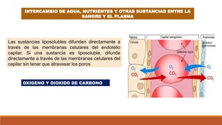 INTERCAMBIO DE AGUA, NUTRIENTES Y OTRAS SUSTANCIAS ENTRE LA
SANGRE Y EL PLASMA
Las sustancias liposolubles difunden directamente a
través de las membranas celulares del endotelio
capilar. Si una sustancia es liposoluble, difunde
directamente a través de las membranas celulares del
capilar sin tener que atravesar los poros
OXIGENO Y DIOXIDO DE CARBONO
 