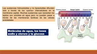 Las sustancias hidrosolubles y no liposolubles difunden
solo a través de los «poros» intercelulares en la
membrana capilar. Muchas sustancias que necesitan los
tejidos son solubles en agua pero no pueden pasar a
través de las membranas lipídicas de las células
endoteliales
Moléculas de agua, los iones
sodio y cloruro y la glucosa
 