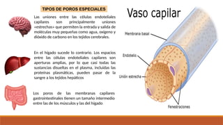 Las uniones entre las células endoteliales
capilares son principalmente uniones
«estrechas» que permiten la entrada y salida de
moléculas muy pequeñas como agua, oxígeno y
dióxido de carbono en los tejidos cerebrales.
En el hígado sucede lo contrario. Los espacios
entre las células endoteliales capilares son
aperturas amplias, por lo que casi todas las
sustancias disueltas en el plasma, incluidas las
proteínas plasmáticas, pueden pasar de la
sangre a los tejidos hepáticos
Los poros de las membranas capilares
gastrointestinales tienen un tamaño intermedio
entre las de los músculos y las del hígado
TIPOS DE POROS ESPECIALES
 