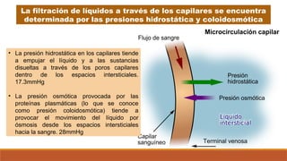 La filtración de líquidos a través de los capilares se encuentra
determinada por las presiones hidrostática y coloidosmótica
• La presión hidrostática en los capilares tiende
a empujar el líquido y a las sustancias
disueltas a través de los poros capilares
dentro de los espacios intersticiales.
17.3mmHg
• La presión osmótica provocada por las
proteínas plasmáticas (lo que se conoce
como presión coloidosmótica) tiende a
provocar el movimiento del líquido por
ósmosis desde los espacios intersticiales
hacia la sangre. 28mmHg
 