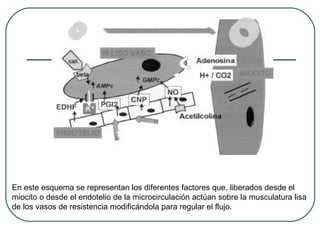 En este esquema se representan los diferentes factores que, liberados desde el
miocito o desde el endotelio de la microcirculación actúan sobre la musculatura lisa
de los vasos de resistencia modificándola para regular el flujo.
 