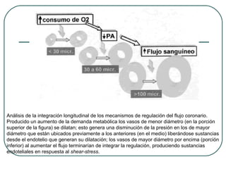 Análisis de la integración longitudinal de los mecanismos de regulación del flujo coronario.
Producido un aumento de la demanda metabólica los vasos de menor diámetro (en la porción
superior de la figura) se dilatan; esto genera una disminución de la presión en los de mayor
diámetro que están ubicados previamente a los anteriores (en el medio) liberándose sustancias
desde el endotelio que generan su dilatación; los vasos de mayor diámetro por encima (porción
inferior) al aumentar el flujo terminarían de integrar la regulación, produciendo sustancias
endoteliales en respuesta al shear-stress.
 