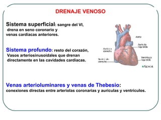 DRENAJE VENOSO

Sistema superficial: sangre del VI,
 drena en seno coronario y
venas cardiacas anteriores.


Sistema profundo: resto del corazón,
Vasos arteriosinusoidales que drenan
directamente en las cavidades cardiacas.




Venas arterioluminares y venas de Thebesio:
conexiones directas entre arteriolas coronarias y aurículas y ventrículos.
 