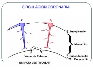 CIRCULACION CORONARIA
 