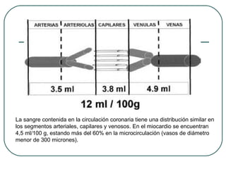 La sangre contenida en la circulación coronaria tiene una distribución similar en
los segmentos arteriales, capilares y venosos. En el miocardio se encuentran
4,5 ml/100 g, estando más del 60% en la microcirculación (vasos de diámetro
menor de 300 micrones).
 