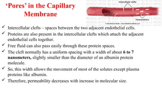 ‘Pores’ in the Capillary
Membrane
 Intercellular clefts – spaces between the two adjacent endothelial cells.
 Proteins are also present in the intercellular clefts which attach the adjacent
endothelial cells together.
 Free fluid can also pass easily through these protein spaces.
 The cleft normally has a uniform spacing with a width of about 6 to 7
nanometers, slightly smaller than the diameter of an albumin protein
molecule.
 So, this width allows the movement of most of the solutes except plasma
proteins like albumin.
 Therefore, permeability decreases with increase in molecular size.
 