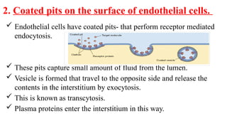 2. Coated pits on the surface of endothelial cells.
 Endothelial cells have coated pits- that perform receptor mediated
endocytosis.
 These pits capture small amount of fluid from the lumen.
 Vesicle is formed that travel to the opposite side and release the
contents in the interstitium by exocytosis.
 This is known as transcytosis.
 Plasma proteins enter the interstitium in this way.
 