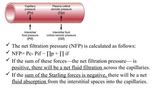  The net filtration pressure (NFP) is calculated as follows:
 NFP= Pc- Pif − ∏p + ∏ if
 If the sum of these forces—the net filtration pressure— is
positive, there will be a net fluid filtration across the capillaries.
 If the sum of the Starling forces is negative, there will be a net
fluid absorption from the interstitial spaces into the capillaries.
 