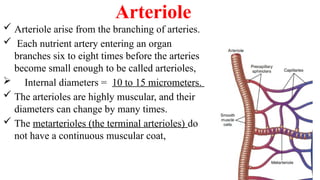 Arteriole
 Arteriole arise from the branching of arteries.
 Each nutrient artery entering an organ
branches six to eight times before the arteries
become small enough to be called arterioles,
 Internal diameters = 10 to 15 micrometers.
 The arterioles are highly muscular, and their
diameters can change by many times.
 The metarterioles (the terminal arterioles) do
not have a continuous muscular coat,
 