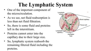 The Lymphatic System
• One of the important component of
the microcirculation.
• As we see, net fluid reabsorption is
less than net fluid filtration.
• So, there is some fluid and proteins
left in the interstitium.
• Proteins cannot enter into the
capillary due to their large size.
• So, lymphatic system reabsorb the
remaining filtered fluid including the
proteins.
 