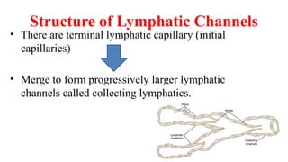 Structure of Lymphatic Channels
• There are terminal lymphatic capillary (initial
capillaries)
• Merge to form progressively larger lymphatic
channels called collecting lymphatics.
 