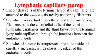 Lymphatic capillary pump
Endothelial cells of the terminal lymphatic capillaries are
attached to the surrounding tissues by anchoring filaments.
So, when excess fluid enters the interstitium, anchoring
filaments pulls the endothelial cells of the terminal
lymphatic capillaries and the fluid flows into the terminal
lymphatic capillaries, through the junctions between the
endothelial cells.
So, when the tissue is compressed, pressure inside the
capillary increases, which closes the edges of the
endothelial cells.
 