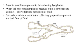 • Smooth muscles are present in the collecting lymphatics.
• When the collecting lymphatics receives fluid, it stretches and
contract – allows forward movement of fluid.
• Secondary valves present in the collecting lymphatics – prevent
the backflow of fluid.
 