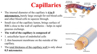 Capillaries
• The internal diameter of the capillary is 4 to 9
micrometers, barely large enough for red blood cells
and other blood cells to squeeze through.
• Small size of the capillary lumen, brings surface of
RBCs close to the wall of capillaries – helps in rapid
gaseous exchange.
• The wall of the capillary is composed of
• 1. unicellular layer of endothelial cells
• 2. thin basement membrane on the outside of the
capillary.
• The total thickness of the capillary wall is only about
0.5 micrometer.
 