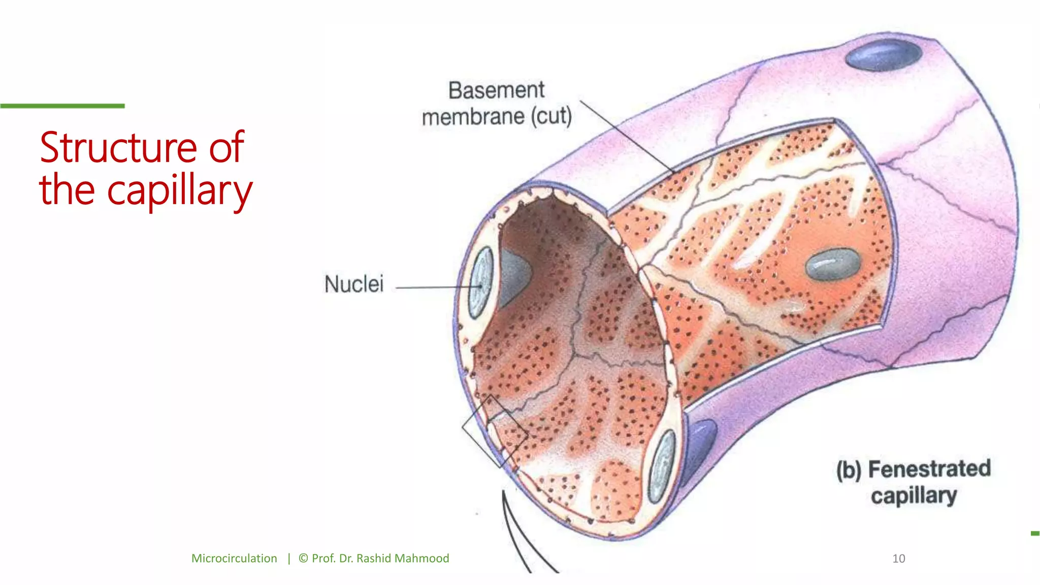 Structure of
the capillary
Microcirculation | © Prof. Dr. Rashid Mahmood 10
 