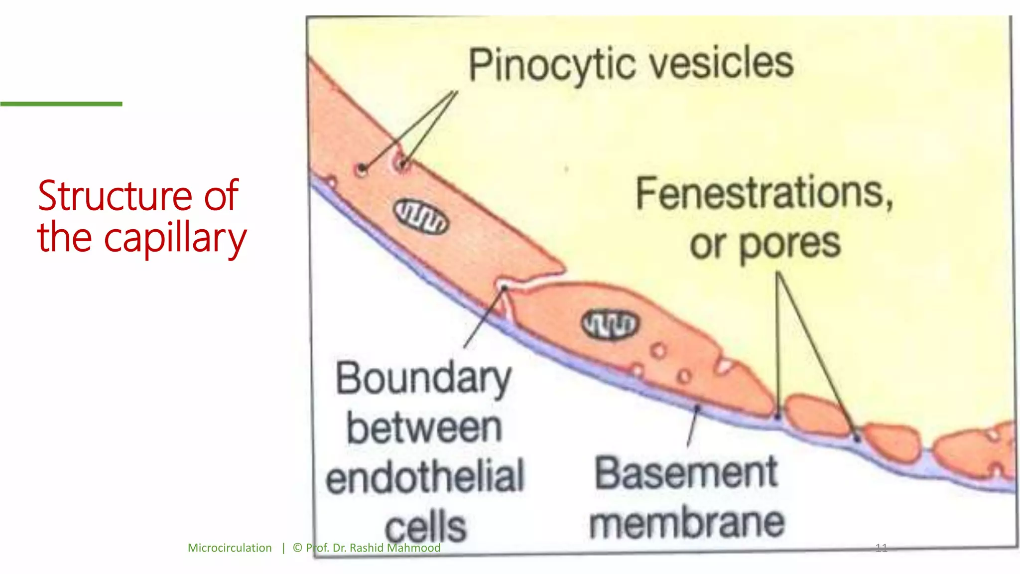 Structure of
the capillary
Microcirculation | © Prof. Dr. Rashid Mahmood 11
 