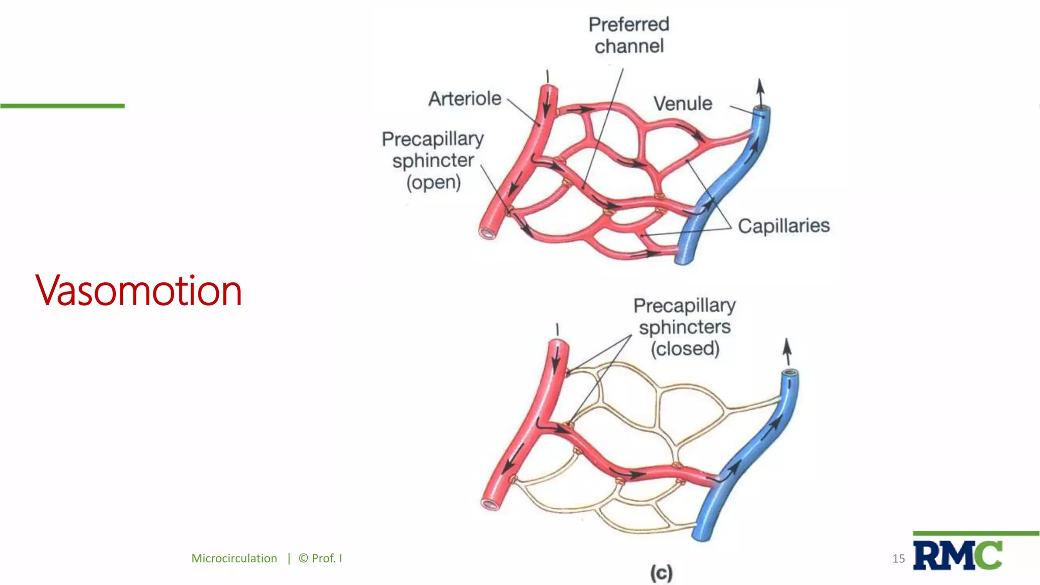 Vasomotion
Microcirculation | © Prof. Dr. Rashid Mahmood 15
 