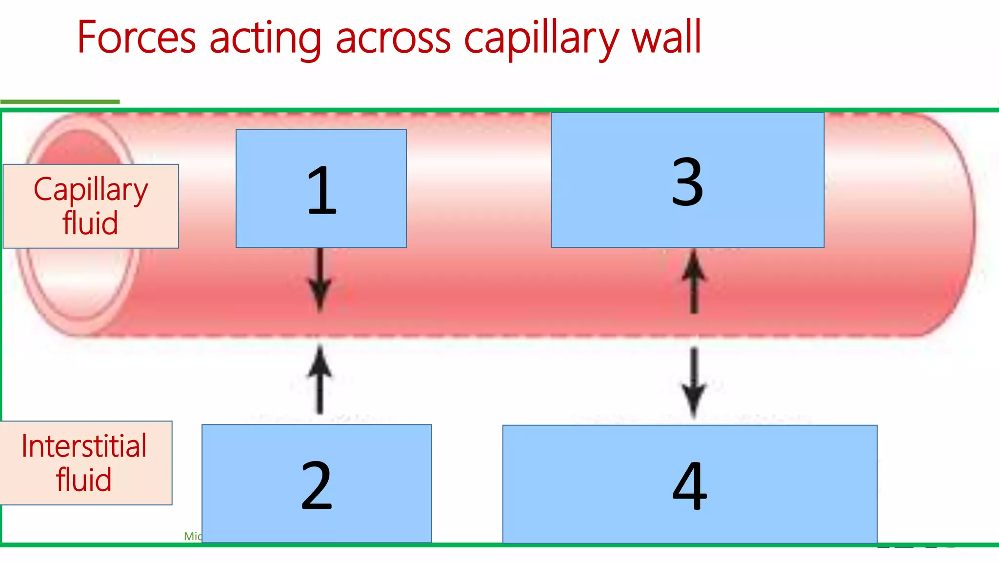 Forces acting across capillary wall
Microcirculation | © Prof. Dr. Rashid Mahmood 27
1
2
3
4
Interstitial
fluid
Capillary
fluid
 