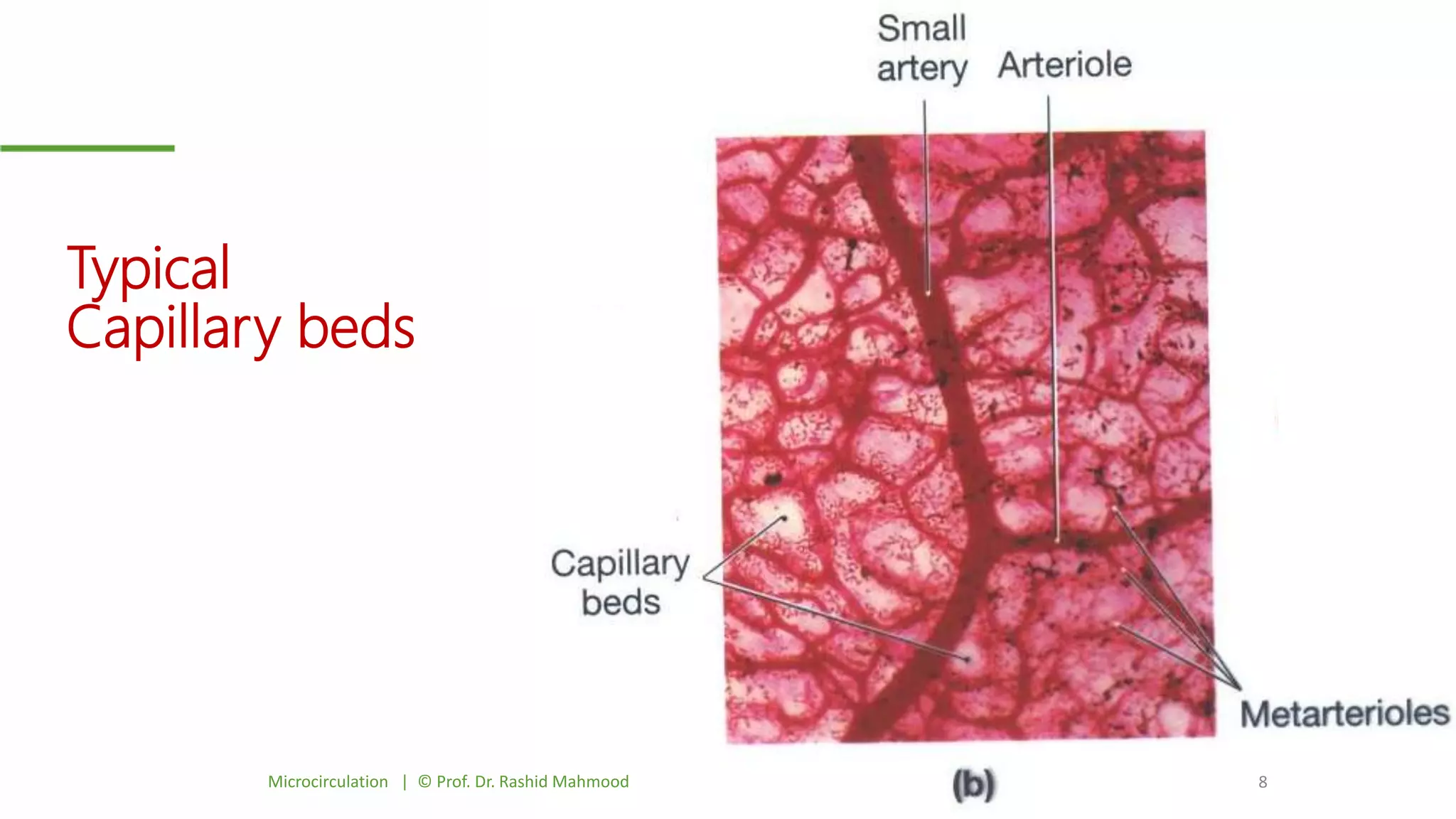 Typical
Capillary beds
Microcirculation | © Prof. Dr. Rashid Mahmood 8
 