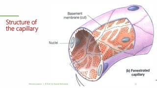 Structure of
the capillary
Microcirculation | © Prof. Dr. Rashid Mahmood 10
 