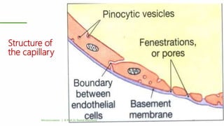 Structure of
the capillary
Microcirculation | © Prof. Dr. Rashid Mahmood 11
 