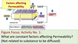 Microcirculation | © Prof. Dr. Rashid Mahmood 19
1
2
3
4
5
6
Figure Focus: Activity No. 1:
What are constant factors affecting Permeability?
(Not related to substance to be diffused)
Factors affecting
Permeability
 