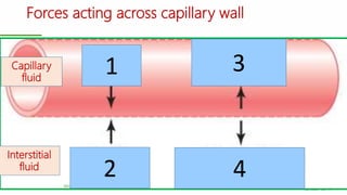Forces acting across capillary wall
Microcirculation | © Prof. Dr. Rashid Mahmood 27
1
2
3
4
Interstitial
fluid
Capillary
fluid
 