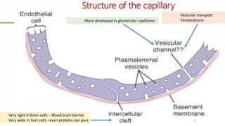 9
Structure of the capillary
Very tight in brain cells – Blood brain barrier
Very wide in liver cells –even proteins can pass
More developed in glomerular capillaries
Vesicular transport
Fenestrations
 