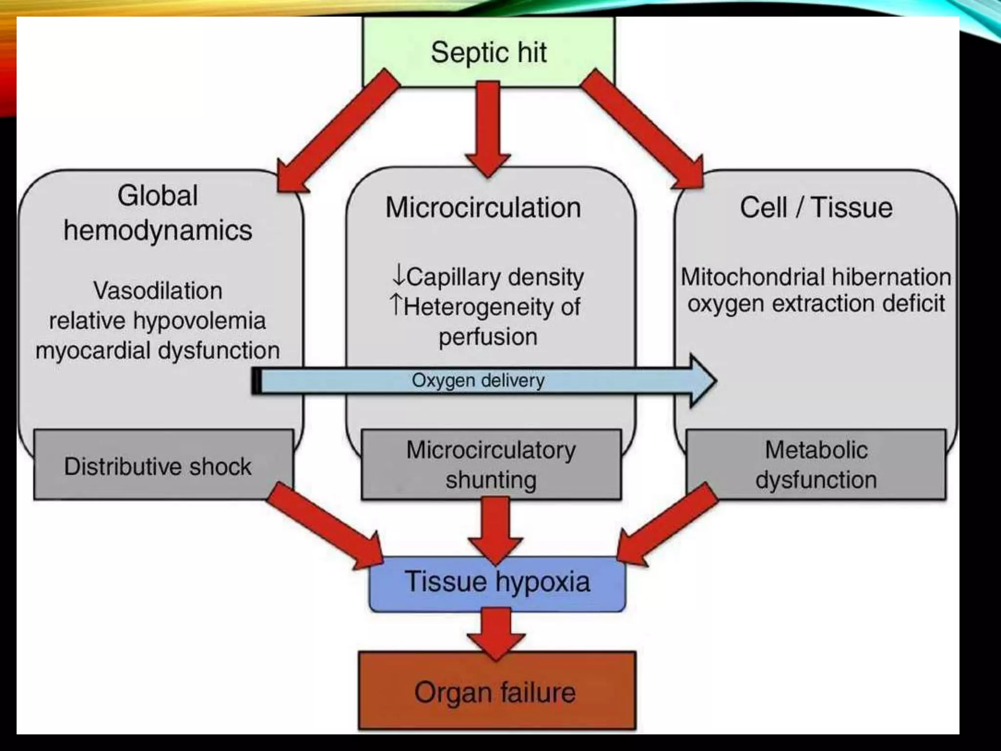 Microcirculation vs macrocirculation | PPTX