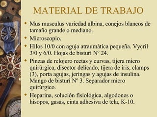 MATERIAL DE TRABAJO Mus musculus variedad albina, conejos blancos de tamaño grande o mediano. Microscopio. Hilos 10/0 con aguja atraumática pequeña. Vycril 3/0 y 6/0. Hojas de bisturí Nº 24. Pinzas de relojero rectas y curvas, tijera micro quirúrgica, disector delicado, tijera de iris, clamps (3), porta agujas, jeringas y agujas de insulina. Mango de bisturí Nº 3. Separador micro quirúrgico. Heparina, solución fisiológica, algodones o hisopos, gasas, cinta adhesiva de tela, K-10.  