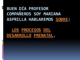 BUEN DÍA PROFESOR
COMPAÑEROS SOY MARIANA
ASPRILLA HABLAREMOS SOBRE:
LOS PROCESOS DEL
DESARROLLO PRENATAL.
 
