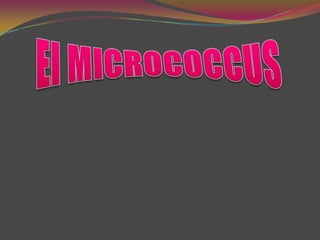 El MICROCOCCUS 
