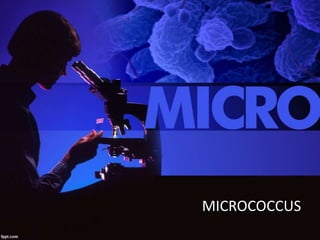 MICROCOCCUS 
 