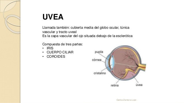 Endoftalmitis, Conjuntuvitis, Uveitis, Coriorretinitis.
