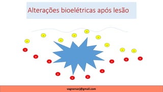 +
-
-
-
-
-
-
-
- -
+
+
+
++
+
+
+
+
Alterações bioelétricas após lesão
vagnersarj@gmail.com
 