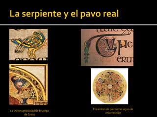 El cambio de piel como signo de
La incorruptibilidad de l cuerpo
                                            resurrección
           de Cristo
 