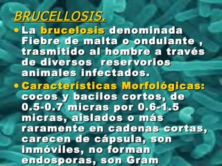 BRUCELLOSIS.BRUCELLOSIS.
• LaLa brucelosisbrucelosis denominadadenominada
Fiebre de malta o ondulante ,Fiebre de malta o ondulante ,
trasmitido al hombre a travéstrasmitido al hombre a través
de diversos reservoriosde diversos reservorios
animales infectados.animales infectados.
• Características Morfológicas:Características Morfológicas:
cocos y bacilos cortos, decocos y bacilos cortos, de
0.5-0.7 micras por 0.6-1.50.5-0.7 micras por 0.6-1.5
micras, aislados o másmicras, aislados o más
raramente en cadenas cortas,raramente en cadenas cortas,
carecen de cápsula, soncarecen de cápsula, son
inmóviles, no formaninmóviles, no forman
endosporas, son Gramendosporas, son Gram
 