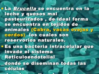 • LaLa BrucellaBrucella se encuentra en lase encuentra en la
leche y quesos malleche y quesos mal
pasteurizados , de ideal formapasteurizados , de ideal forma
se encuentra en tejidos dese encuentra en tejidos de
animalesanimales (Cabra, vacas ovejas y(Cabra, vacas ovejas y
cerdos)cerdos) los cuales sonlos cuales son
reservorios naturales.reservorios naturales.
• Es una bacteria intracelular queEs una bacteria intracelular que
invade el sistemainvade el sistema
ReticuloendotelialReticuloendotelial
donde se diseminan todas lasdonde se diseminan todas las
célulascélulas
 