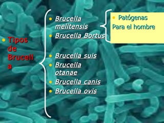 • TiposTipos
dede
BrucellBrucell
aa
• BrucellaBrucella
melitensismelitensis
• Brucella BortusBrucella Bortus
• Brucella suisBrucella suis
• BrucellaBrucella
otanaeotanae
• Brucella canisBrucella canis
• Brucella ovisBrucella ovis
• PatógenasPatógenas
Para el hombrePara el hombre
 