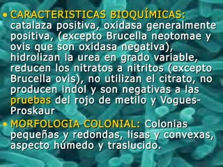 • CARACTERISTICAS BIOQUÍMICAS:CARACTERISTICAS BIOQUÍMICAS:
catalaza positiva, oxidasa generalmentecatalaza positiva, oxidasa generalmente
positiva, (excepto Brucella neotomae ypositiva, (excepto Brucella neotomae y
ovis que son oxidasa negativa),ovis que son oxidasa negativa),
hidrolizan la urea en grado variable,hidrolizan la urea en grado variable,
reducen los nitratos a nitritos (exceptoreducen los nitratos a nitritos (excepto
Brucella ovis), no utilizan el citrato, noBrucella ovis), no utilizan el citrato, no
producen indol y son negativas a lasproducen indol y son negativas a las
pruebaspruebas del rojo de metilo y Vogues-del rojo de metilo y Vogues-
ProskaurProskaur
• MORFOLOGIA COLONIAL:MORFOLOGIA COLONIAL: ColoniasColonias
pequeñas y redondas, lisas y convexas,pequeñas y redondas, lisas y convexas,
aspecto húmedo y traslucido.aspecto húmedo y traslucido.
 