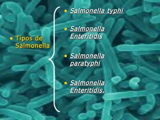 • Tipos deTipos de
SalmonellaSalmonella
• Salmonella typhiSalmonella typhi
• SalmonellaSalmonella
EnteritidisEnteritidis
• SalmonellaSalmonella
paratyphiparatyphi
• SalmonellaSalmonella
Enteritidis.Enteritidis.
 