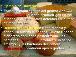 • Ejemplo de Bacterias:Ejemplo de Bacterias:
• Especies esporogenas del generoEspecies esporogenas del genero BacillusBacillus
((B. polymixia)B. polymixia),, pueden producir gas en lospueden producir gas en los
quesos y originar otros defectos en la fasequesos y originar otros defectos en la fase
de maduracion.de maduracion.
• Defecto de los QuesosDefecto de los Quesos: Consistencia y: Consistencia y
sabor. En cuanto al sabor el Queso Chedarsabor. En cuanto al sabor el Queso Chedar
elaborado con leche pasteurizada , laselaborado con leche pasteurizada , las
bacteriasbacterias proteoliticasproteoliticas producen un saborproducen un sabor
amargo, y las bacterias del Generoamargo, y las bacterias del Genero
LeuconostocLeuconostoc producen ojos o grietas.producen ojos o grietas.
 
