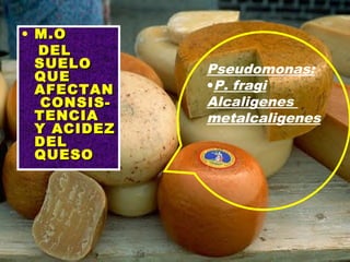 • M.OM.O
DELDEL
SUELOSUELO
QUEQUE
AFECTANAFECTAN
CONSIS-CONSIS-
TENCIATENCIA
Y ACIDEZY ACIDEZ
DELDEL
QUESOQUESO
Pseudomonas:
•P. fragi
Alcaligenes
metalcaligenes
 