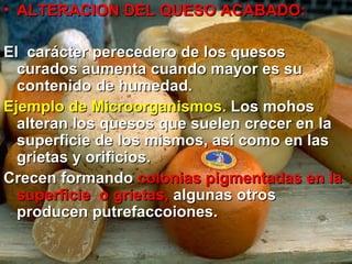 • ALTERACION DEL QUESO ACABADO:ALTERACION DEL QUESO ACABADO:
El carácter perecedero de los quesosEl carácter perecedero de los quesos
curados aumenta cuando mayor es sucurados aumenta cuando mayor es su
contenido de humedad.contenido de humedad.
Ejemplo de Microorganismos.Ejemplo de Microorganismos. Los mohosLos mohos
alteran los quesos que suelen crecer en laalteran los quesos que suelen crecer en la
superficie de los mismos, así como en lassuperficie de los mismos, así como en las
grietas y orificios.grietas y orificios.
Crecen formandoCrecen formando colonias pigmentadas en lacolonias pigmentadas en la
superficie o grietas,superficie o grietas, algunas otrosalgunas otros
producen putrefaccoiones.producen putrefaccoiones.
 